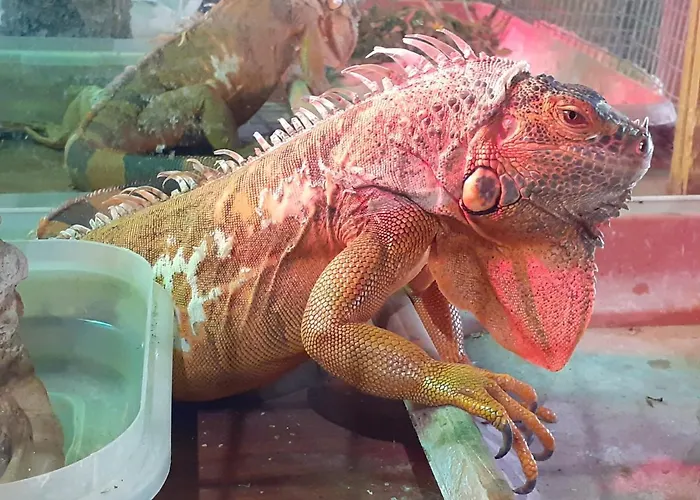 Estudios El Puntual De Hostal