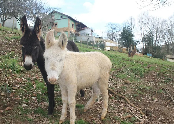 Estudios El Puntual De * Romillo