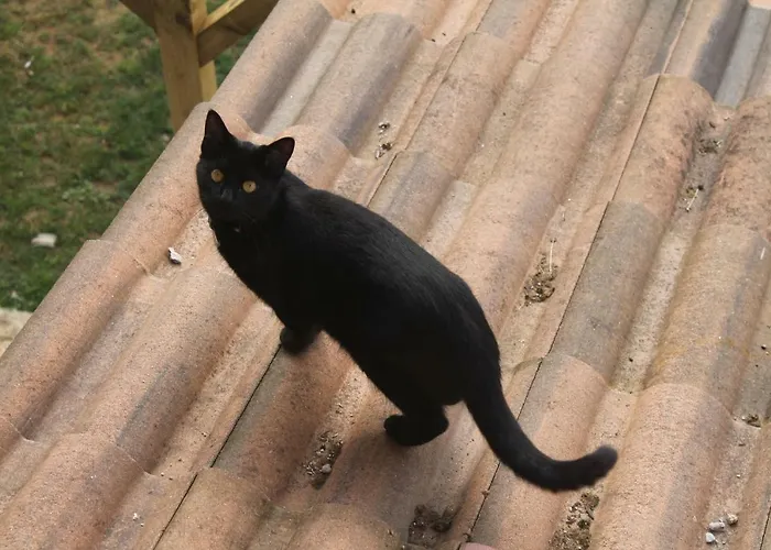 Estudios El Puntual De * Romillo