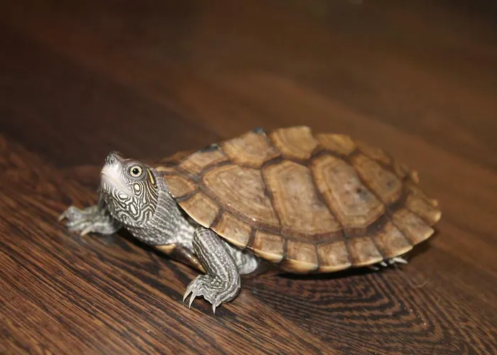 Estudios El Puntual De *