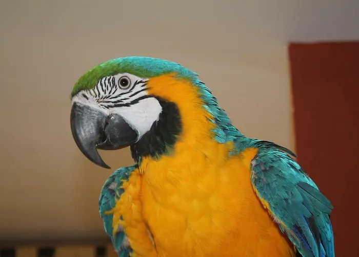 Hostal Estudios El Puntual De *